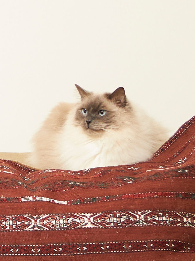 Un gatto in salute gode di una buona qualità dell'aria sul divano