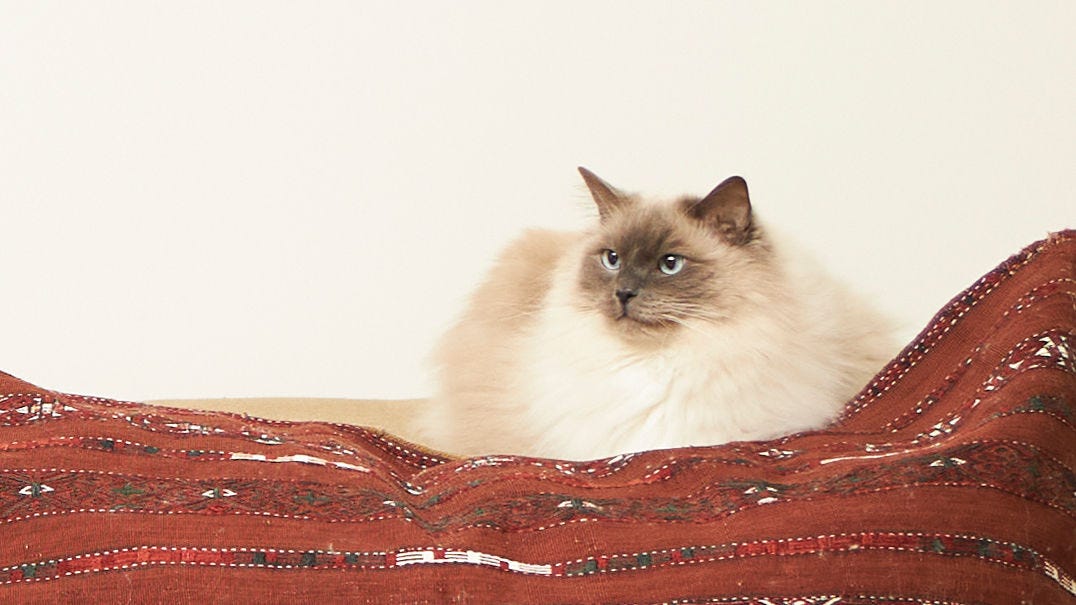 Gatto che riposa su una coperta in una casa a prova di allergie, con un’aria interna pulita
